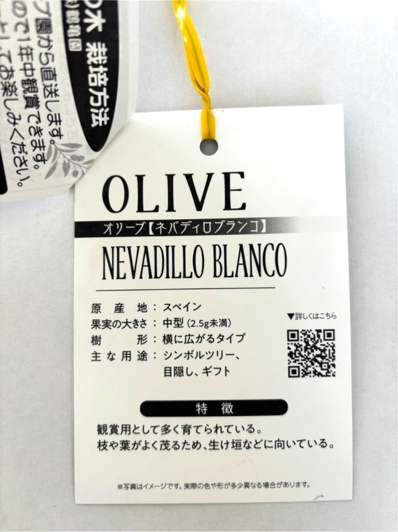 オリーブの木 ネバディロブランコ 7号 約80cm NO.518 人気品種